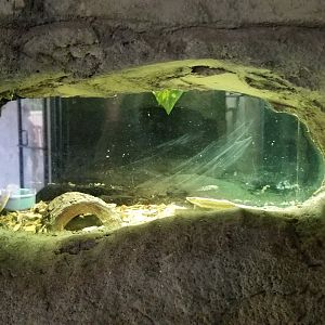 Rainforest Adventures - tiny exhibit