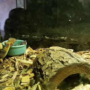 Rainforest Adventures - tiny exhibit - leopard geckos