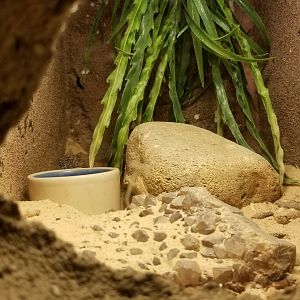Rainforest Adventures - tiny exhibit - leopard gecko, back left, behind bowl?