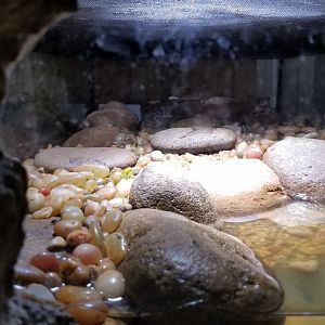 Rainforest Adventures - tiny exhibit - American Toad