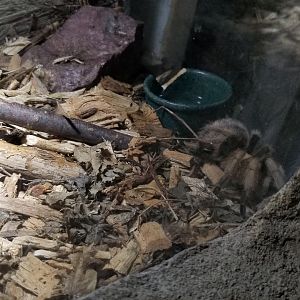 ID? Rainforest Adventures - tiny exhibit - tarantula