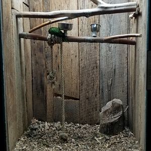 Rainforest Adventures - Hahn's Macaw