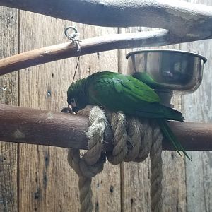 Rainforest Adventures - Hahn's Macaw