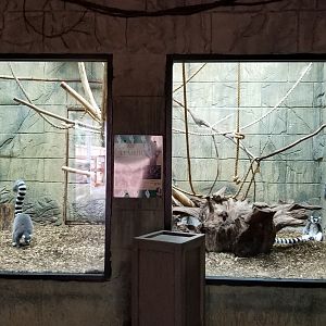 Rainforest Adventures - Ring-tailed Lemur