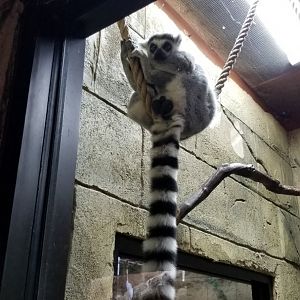 Rainforest Adventures - Ring-tailed Lemur