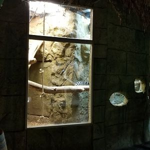 Rainforest Adventures - Ring-tailed Lemur exhibit #2