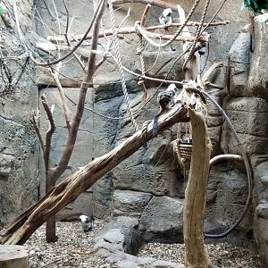 Rainforest Adventures - Cotton-top Tamarin