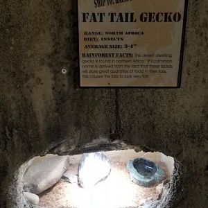 Rainforest Adventures - Fat Tail Gecko