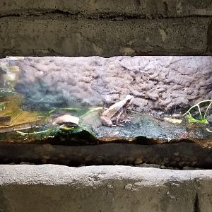 ID? Rainforest Adventures - "South American Toad"