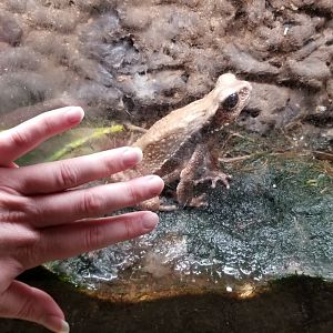 Rainforest Adventures - This toad is GIGANTIC