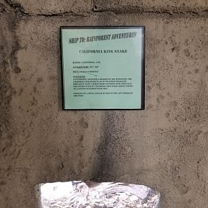 Rainforest Adventures - California Kingsnake