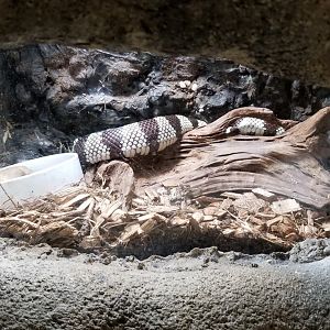 Rainforest Adventures - California Kingsnake