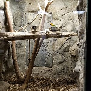 Rainforest Adventures - Conures