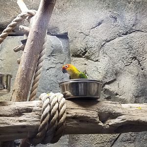 ID? Rainforest Adventures - Conures