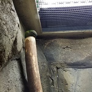 ID? Rainforest Adventures - Conures