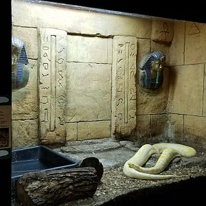 Rainforest Adventures - Burmese Python