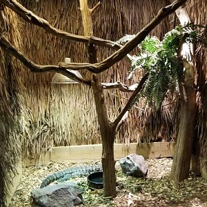 Rainforest Adventures - Black & White Tegu