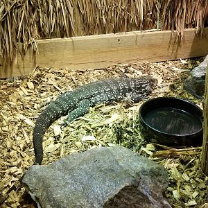 Rainforest Adventures - Black & White Tegu
