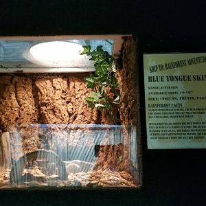 Rainforest Adventures - Blue-tongue Skink