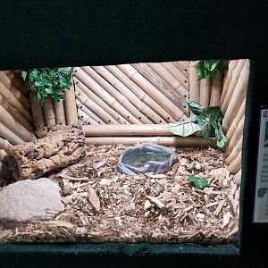 Rainforest Adventures - Northern Blue-tongue Skink