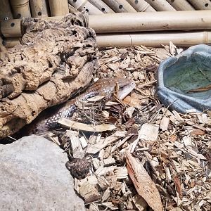 Rainforest Adventures - Northern Blue-tongue Skink