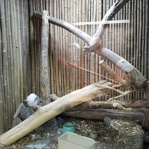 Rainforest Adventures - Chinchillas