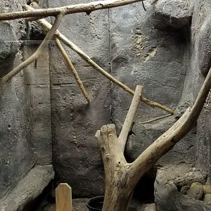 Rainforest Adventures - Degu