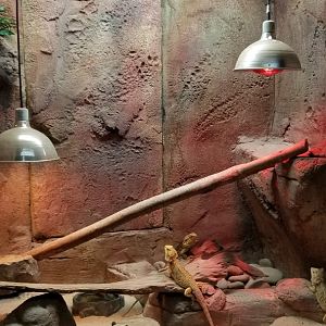 Rainforest Adventures - Bearded Dragons