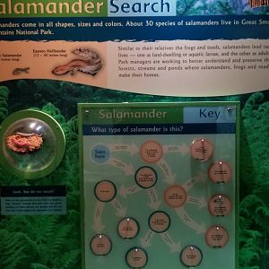 Rainforest Adventures - Salamander sign