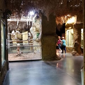 Rainforest Adventures - Hallway, cockatoo area in front