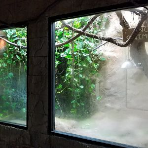 Rainforest Adventures - Spectacled Caiman