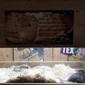 Rainforest Adventures - A Rat's Tail - Day 1-5