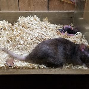 Rainforest Adventures - A Rat's Tail - Day 1-5