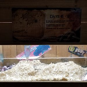 Rainforest Adventures - A Rat's Tail - Days 6-11