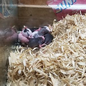 Rainforest Adventures - A Rat's Tail - Days 6-11