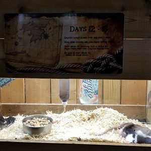 Rainforest Adventures - A Rat's Tail - Days 12-18