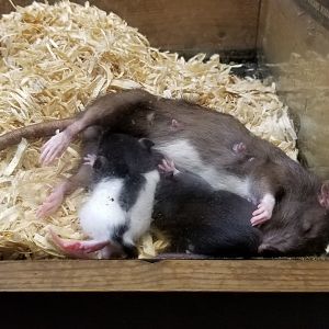 Rainforest Adventures - A Rat's Tail - Days 12-18