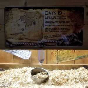 Rainforest Adventures - A Rat's Tail - Day 19 and on