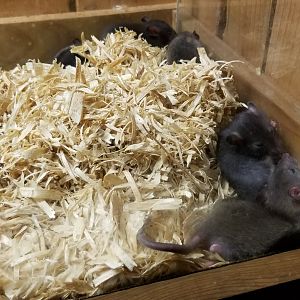 Rainforest Adventures - A Rat's Tail - Day 19 and on