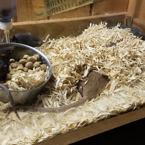 Rainforest Adventures - A Rat's Tail - Day 19, mom hiding