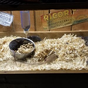 Rainforest Adventures - A Rat's Tail - Day 19, mom hiding