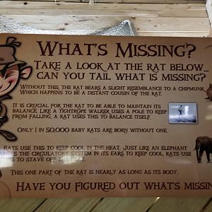 Rainforest Adventures - A Rat's Tail - Manx rat sign