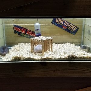 Rainforest Adventures - A Rat's Tail - Manx rats