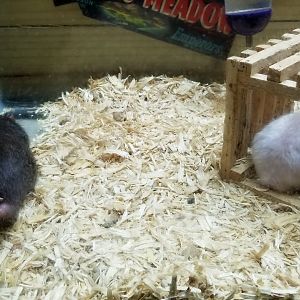 Rainforest Adventures - A Rat's Tail - Manx rats
