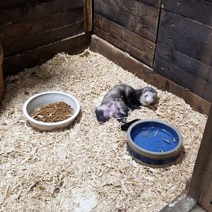 Rainforest Adventures - A Rat's Tail - Ferrets