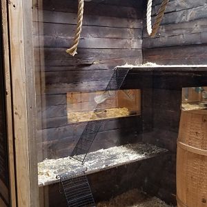 Rainforest Adventures - A Rat's Tail - Ferrets