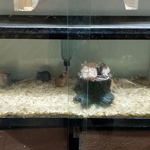 Rainforest Adventures - A Rat's Tail - "House Mouse" domestic mice