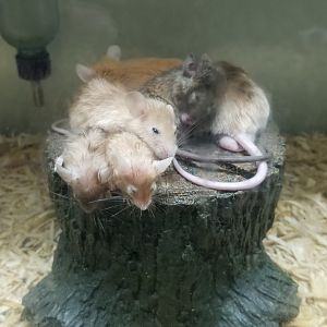 Rainforest Adventures - A Rat's Tail - "House Mouse" domestic mice