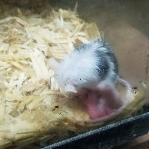 Rainforest Adventures - A Rat's Tail - "House Mouse" domestic mice