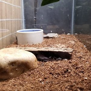 Rainforest Adventures - Emperor Scorpion